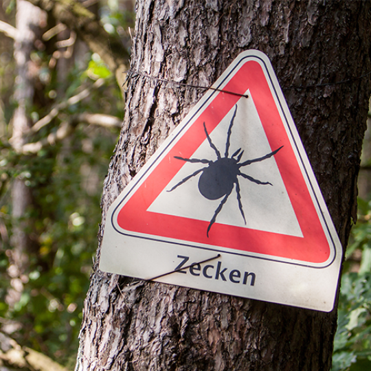 Zecken: Kleiner Stich – große Folgen