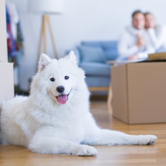 Umzug mit Hund und Katze