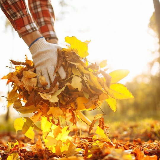 Herbstzeit: Wozu sind Mieter und Eigentümer von Immobilien verpflichtet?
