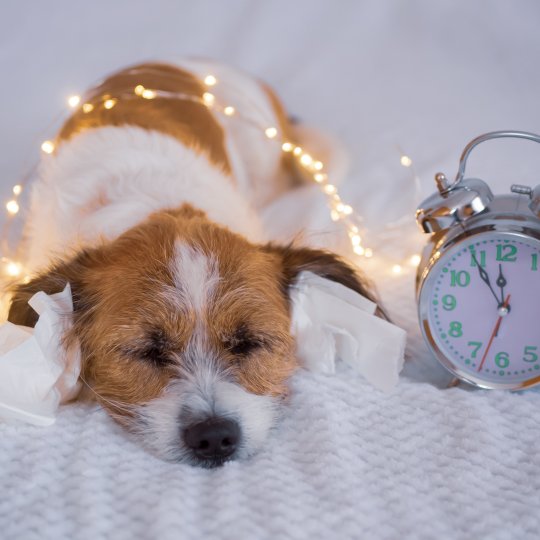 Mit dem Hund entspannt ins neue Jahr!