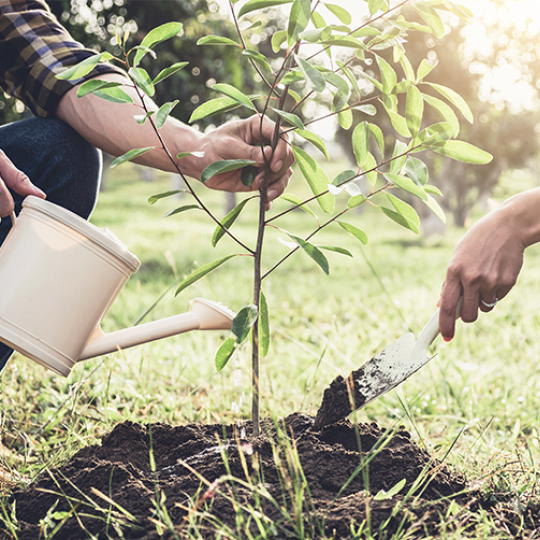 Ecosia: Im Web suchen und nebenbei Bäume pflanzen