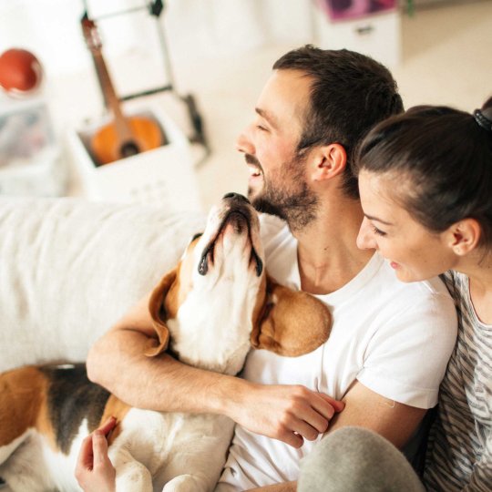 Tierisch gestresst? Bärenstarke Anti-Stress-Tipps für Vierbeiner mit und ohne Jagdtrieb