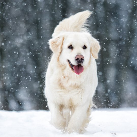 Winterzeit: So schütze ich die Pfoten meines Hundes!