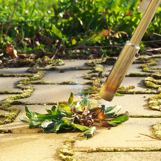Abflammen von Unkraut – nein, danke?